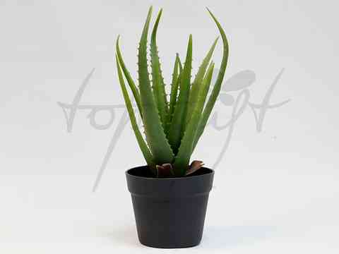 ALOES W DONICZCE